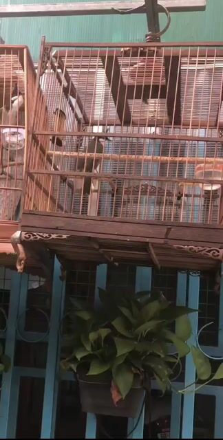 Chim chào mào. Mua bán Chim tại Thành phố Biên Hòa Đồng Nai được đăng bởi Khôi Nguyên Hoàng hình 1