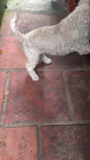 Chó Poodle đực lông xoăn. Mua bán Chó tại Huyện Gia Lộc Hải Dương được đăng bởi Anh Dũng hình 1