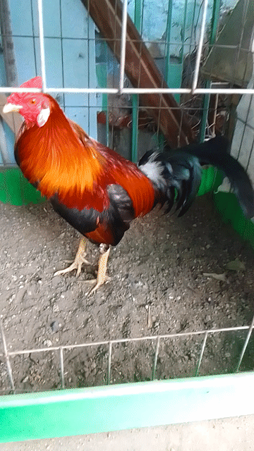 Gà chọi 1.5kg Đực. Mua bán Gà tại Quận 3 Tp Hồ Chí Minh được đăng bởi Phạm Cúc hình 1