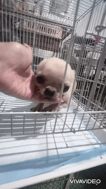 🍒🍒 CHIHUAHUA TEACUP (GIRL) TRƯỞNG THÀNH 1KG3 ĐẸP V. Mua bán Chó tại Huyện Hóc Môn Tp Hồ Chí Minh được đăng bởi SIÊU PET SG UY TÍN  hình 1