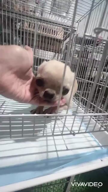 🍒🍒 CHIHUAHUA TEACUP (GIRL) TRƯỞNG THÀNH 1KG3 ĐẸP V. Mua bán Chó tại Huyện Hóc Môn Tp Hồ Chí Minh được đăng bởi SIÊU PET SG UY TÍN  hình 1