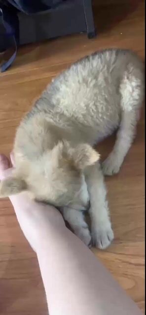 Chó Cỏ lai Husky Nâu, Trắng. Mua bán Chó tại Quận Long Biên Hà Nội được đăng bởi QA hình 1