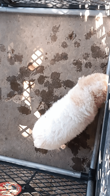 Bé Cái Bò Sữa. Mua bán Chó tại Huyện Phong Điền Cần Thơ được đăng bởi Cún Con  hình 1