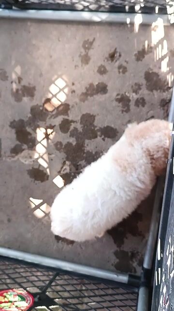 Bé Cái Bò Sữa. Mua bán Chó tại Huyện Phong Điền Cần Thơ được đăng bởi Cún Con  hình 1