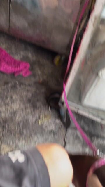 Chó Poc hươu đực cái 10 tháng. Mua bán Chó tại Quận Gò Vấp Tp Hồ Chí Minh được đăng bởi Nguyễn Văn Tân hình 1