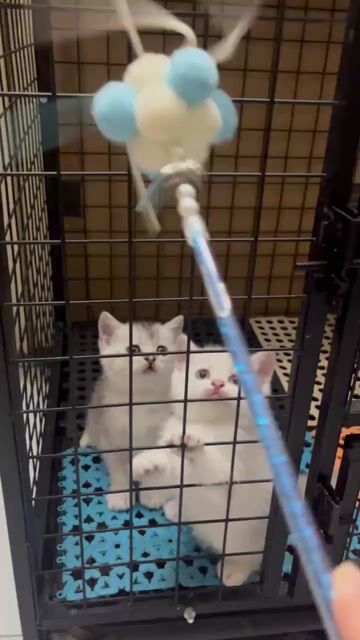 Mèo Anh lông ngắn siêu đáng yêu. Mua bán Mèo tại Quận Bình Tân Tp Hồ Chí Minh được đăng bởi Trần T Linh Đa hình 1