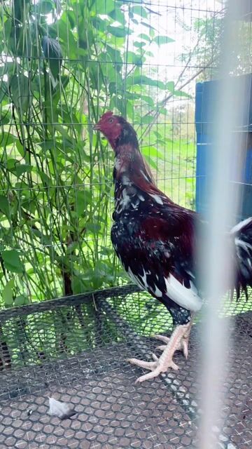 Gà chọi Asil Bakistan Nâu đỏ 6 tháng 3.4kg. Mua bán Gà tại Huyện Cẩm Mỹ Đồng Nai được đăng bởi Phong hình 1