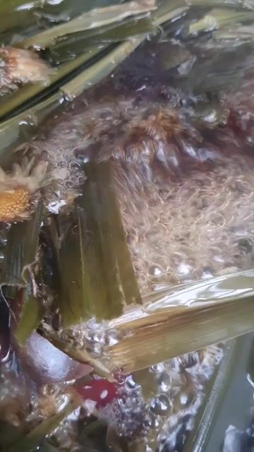 Nước Sâm Bông Cúc Hòa Quyện với vị Ngòn Ngọt. Mua bán Đồ ăn, thực phẩm và các loại khác tại Quận Bình Tân Tp Hồ Chí Minh được đăng bởi Heathy Beauty Shop hình 1