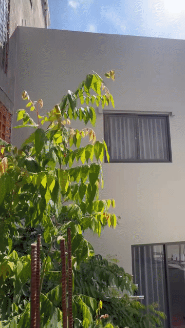 Cho thuê Phòng trọ Quận Gò Vấp Tp Hồ Chí Minh diện tích 25 m² giá 4 triệu/tháng