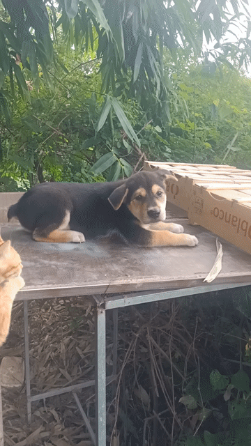 một em  cộc thỏ . Mua bán Chó tại Huyện Mê Linh Hà Nội được đăng bởi Nguyễn duy hội  hình 1
