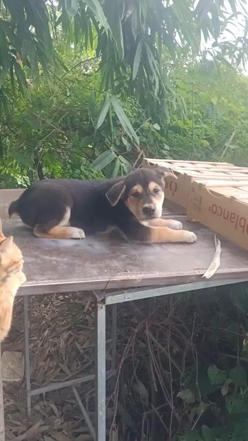 một em  cộc thỏ . Mua bán Chó tại Huyện Mê Linh Hà Nội được đăng bởi Nguyễn duy hội  hình 1