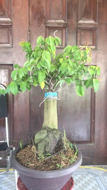 Săn cây mấy Anh ơi Khế Ngọt Bonsai củ đế to. Mua bán Cây cảnh, đồ trang trí tại Huyện Chợ Lách Bến Tre được đăng bởi Loan Phạm hình 1