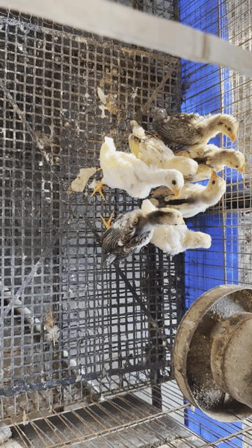 Gà tre bắc cổ. Mua bán Gà tại Huyện Khoái Châu Hưng Yên được đăng bởi Tuấn Anh hình 1