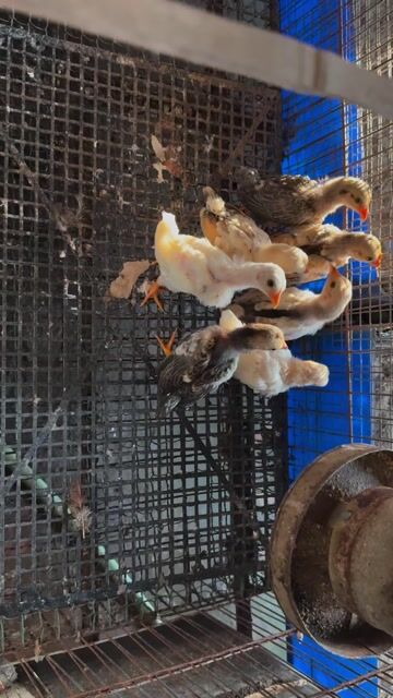 Gà tre bắc cổ. Mua bán Gà tại Huyện Khoái Châu Hưng Yên được đăng bởi Tuấn Anh hình 1
