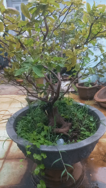 Mai vàng 16 cây 11 to 5 nhỏ. Mua bán Cây cảnh, đồ trang trí tại Thành phố Vũng Tàu Bà Rịa - Vũng Tàu được đăng bởi Nguyễn Văn Khiêm  hình 1