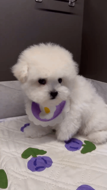 Chó Bichon Cái màu Trắng. Mua bán Chó tại Thành phố Thủ Đức Tp Hồ Chí Minh được đăng bởi Âu Minh Huy hình 1