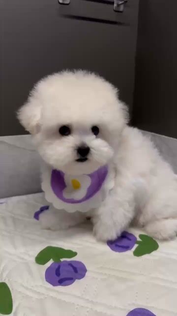 Chó Bichon Cái màu Trắng. Mua bán Chó tại Thành phố Thủ Đức Tp Hồ Chí Minh được đăng bởi Âu Minh Huy hình 1