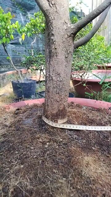 chậu mai tứ quý zin.. Mua bán Cây cảnh, đồ trang trí tại Quận 12 Tp Hồ Chí Minh được đăng bởi ĐẠT hình 1