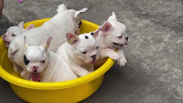 Chó Bull Pháp thuần chủng đực cái 2 tháng mini. Mua bán Chó tại Quận Gò Vấp Tp Hồ Chí Minh được đăng bởi Thư hình 1