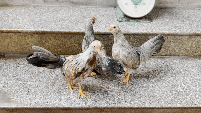 Gà Tân Châu Khét chuối. Mua bán Gà tại Huyện Khoái Châu Hưng Yên được đăng bởi Tuấn Anh hình 1