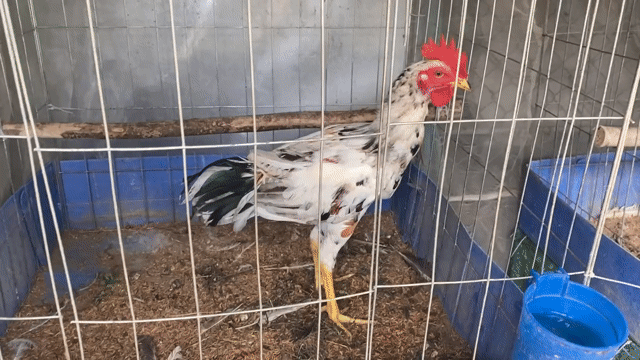 Gà trống Thái mỹ tơ 5 tháng. Mua bán Gà tại Huyện Vĩnh Thạnh Cần Thơ được đăng bởi Gà Trại hình 1