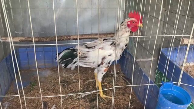 Gà trống Thái mỹ tơ 5 tháng. Mua bán Gà tại Huyện Vĩnh Thạnh Cần Thơ được đăng bởi Gà Trại hình 1