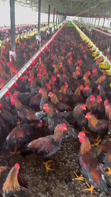 vựa gà Sơn lâm cung cấp sỉ lẻ các loại gà. Mua bán Gà tại Thành phố Buôn Ma Thuột Đắk Lắk được đăng bởi Oryy hình 1
