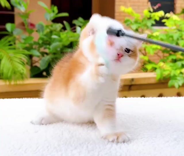 Mèo golden thuần chủng ny11-ny12. Mua bán Mèo tại Quận 1 Tp Hồ Chí Minh được đăng bởi Như Ý hình 1