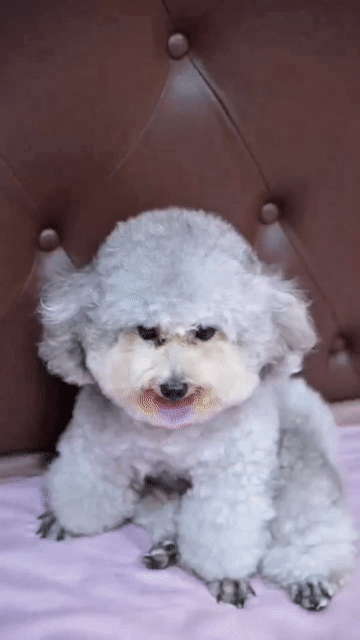 Chó Poodle Tiny Đực 1 tuổi Xám 2.8kg. Mua bán Chó tại Quận Tân Phú Tp Hồ Chí Minh được đăng bởi nguyễn văn trổi hình 1