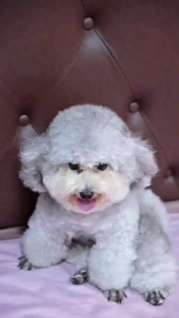 Chó Poodle Tiny Đực 1 tuổi Xám 2.8kg. Mua bán Chó tại Quận Tân Phú Tp Hồ Chí Minh được đăng bởi nguyễn văn trổi hình 1