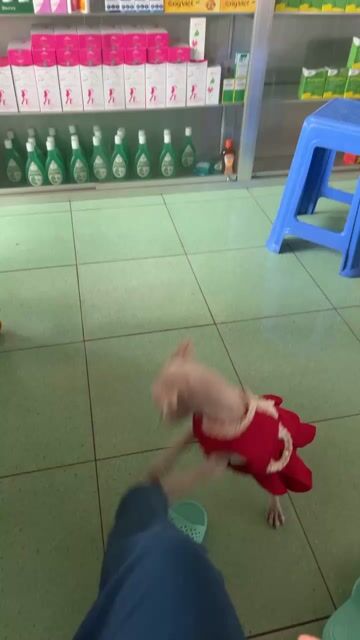 bé mới cạo lông  máu về. Mua bán Chó tại Huyện Bàu Bàng Bình Dương được đăng bởi Đề Seven hình 1