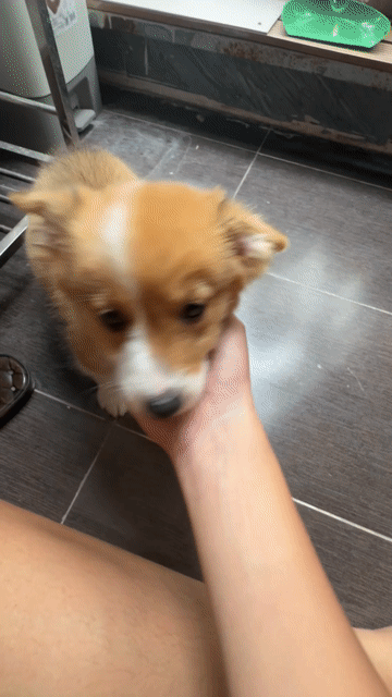 Chó Corgi đực 2 tháng đã tiêm. Mua bán Chó tại Huyện Gia Lâm Hà Nội được đăng bởi 30. Vũ Quang Minh B . 11A9 hình 1
