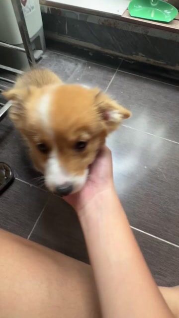 Chó Corgi đực 2 tháng đã tiêm. Mua bán Chó tại Huyện Gia Lâm Hà Nội được đăng bởi 30. Vũ Quang Minh B . 11A9 hình 1