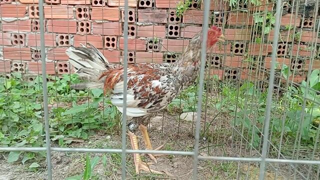 Gà Cú đinh hương 2kg 3.5 tháng. Mua bán Gà tại Huyện Lấp Vò Đồng Tháp được đăng bởi Thái Trương  hình 1