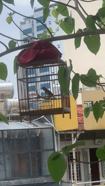 Chim hút mật trống đã hót. Mua bán Chim tại Quận 3 Tp Hồ Chí Minh được đăng bởi huy dang hình 1