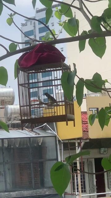 Chim hút mật trống đã hót. Mua bán Chim tại Quận 3 Tp Hồ Chí Minh được đăng bởi huy dang hình 1
