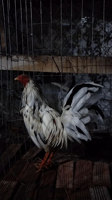 Gà trống Mỹ tơ màu Trắng đen. Mua bán Gà tại Huyện Gò Công Tây Tiền Giang được đăng bởi thanh kha hình 1