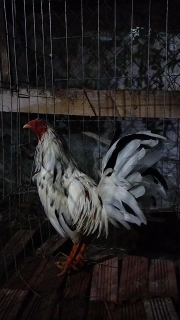 Gà trống Mỹ tơ màu Trắng đen. Mua bán Gà tại Huyện Gò Công Tây Tiền Giang được đăng bởi thanh kha hình 1