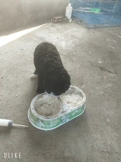 Chó Poodle Tiny mẹ và con. Mua bán Chó tại Thành phố Biên Hòa Đồng Nai được đăng bởi yen nhi hình 1