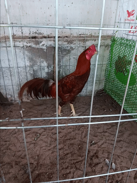 Gà trống khét 3kg. Mua bán Gà tại Huyện Thạnh Phú Bến Tre được đăng bởi thành vinh hình 1
