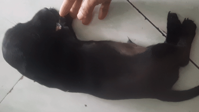 bé lap xưởng nhà đẻ . Mua bán Chó tại Quận 12 Tp Hồ Chí Minh được đăng bởi Cuoi Cung Rồi Se Di Ve Dau hình 1