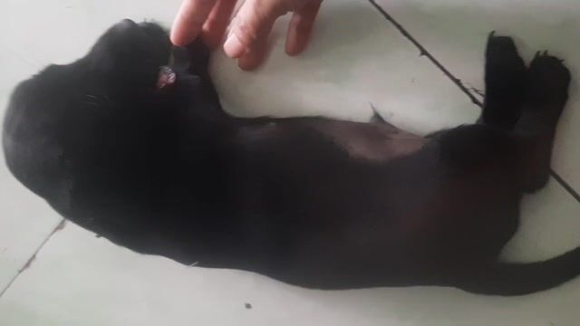 bé lap xưởng nhà đẻ . Mua bán Chó tại Quận 12 Tp Hồ Chí Minh được đăng bởi Cuoi Cung Rồi Se Di Ve Dau hình 1