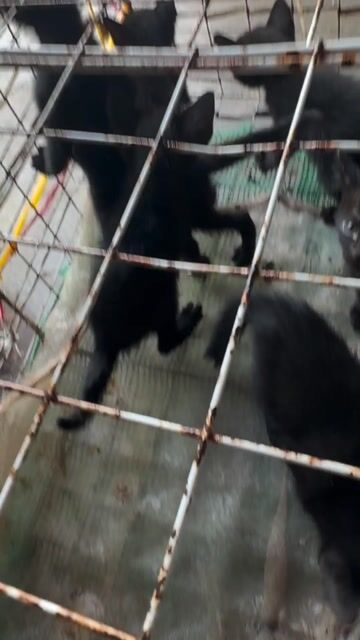 Mèo Đen Cho tặng. Mua bán Mèo tại Thành phố Vũng Tàu Bà Rịa - Vũng Tàu được đăng bởi Nguyễn văn thương hình 1