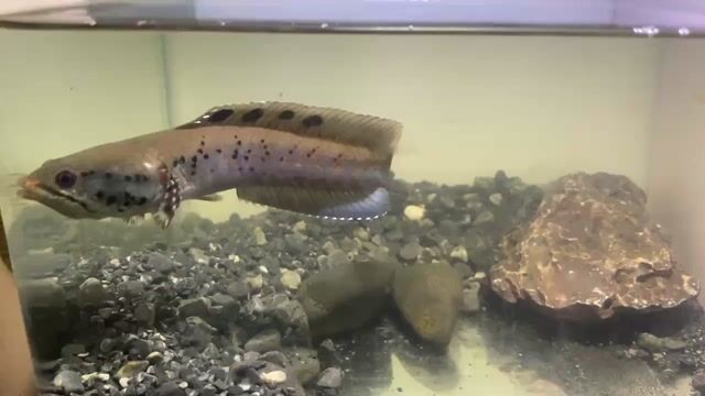 Lóc pháo hoa da báo. Mua bán Thú cưng khác tại Huyện Châu Thành Tiền Giang được đăng bởi Avt Nam hình 1