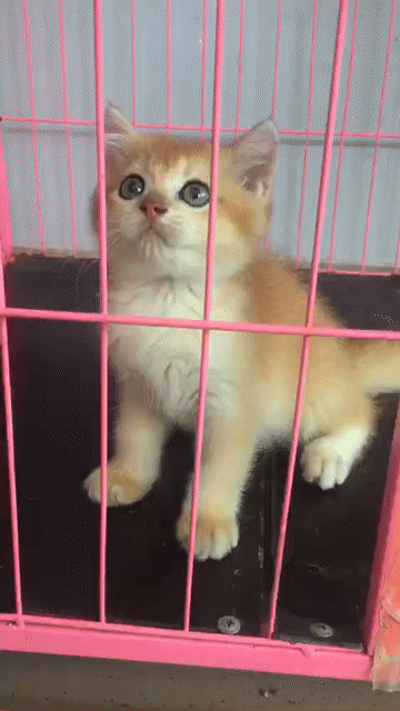 Mèo Golden ALN thuần chủng bảo hành uy tín. Mua bán Mèo tại Thành phố Thủ Đức Tp Hồ Chí Minh được đăng bởi SHOP THÚ CƯNG SAMPET hình 1