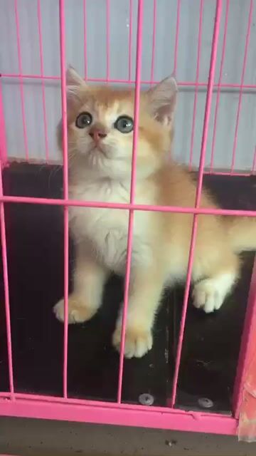 Mèo Golden ALN thuần chủng bảo hành uy tín. Mua bán Mèo tại Thành phố Thủ Đức Tp Hồ Chí Minh được đăng bởi SHOP THÚ CƯNG SAMPET hình 1