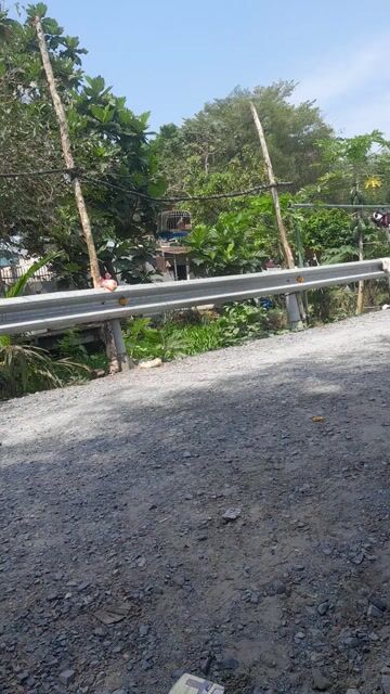 Chim cu gáy  liêu ròng rặc. Mua bán Chim tại Huyện Bình Chánh Tp Hồ Chí Minh được đăng bởi Thanh Binh hình 1