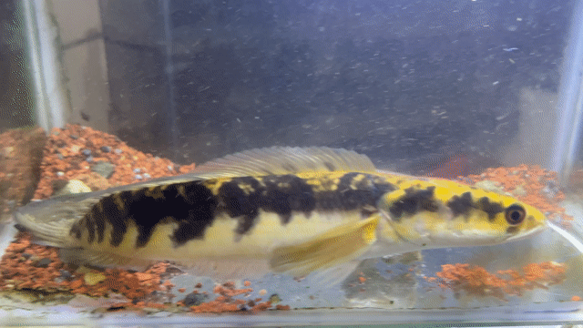 Giá Thanh Lý Cá cảnh Yellow Sentarum 23cm. Mua bán Thú cưng khác tại Thành phố Biên Hòa Đồng Nai được đăng bởi Nguyễn Nguyễn hình 1