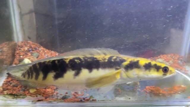 Giá Thanh Lý Cá cảnh Yellow Sentarum 23cm. Mua bán Thú cưng khác tại Thành phố Biên Hòa Đồng Nai được đăng bởi Nguyễn Nguyễn hình 1