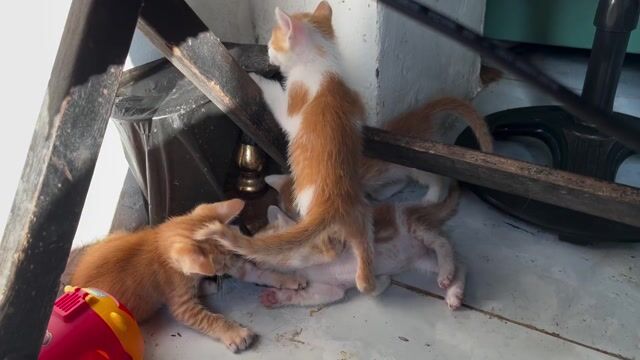 Mèo con 3 tháng. Mua bán Mèo tại Quận Bình Tân Tp Hồ Chí Minh được đăng bởi Huy hình 1